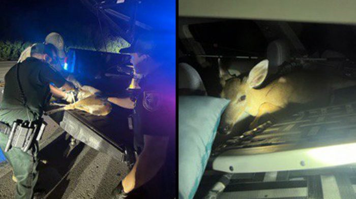 Florida Men Kidnap Key Deer