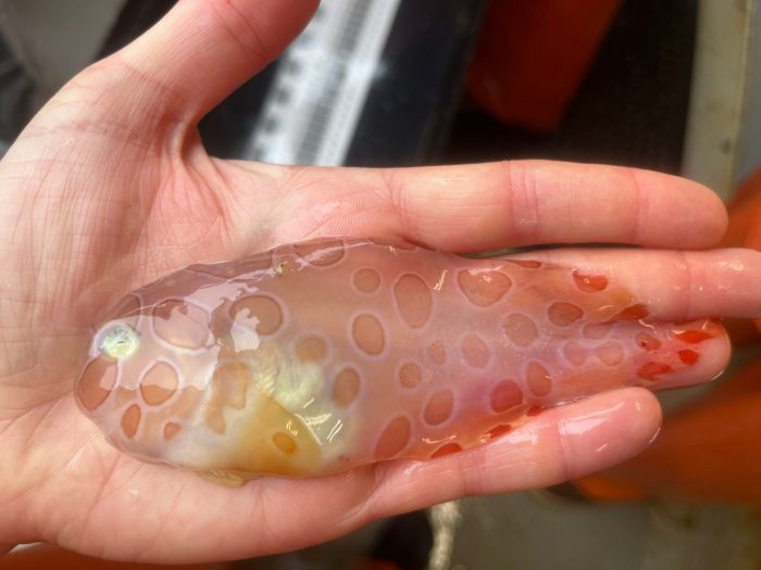 Rare Blotched Snailfish Discovered Near Alaska