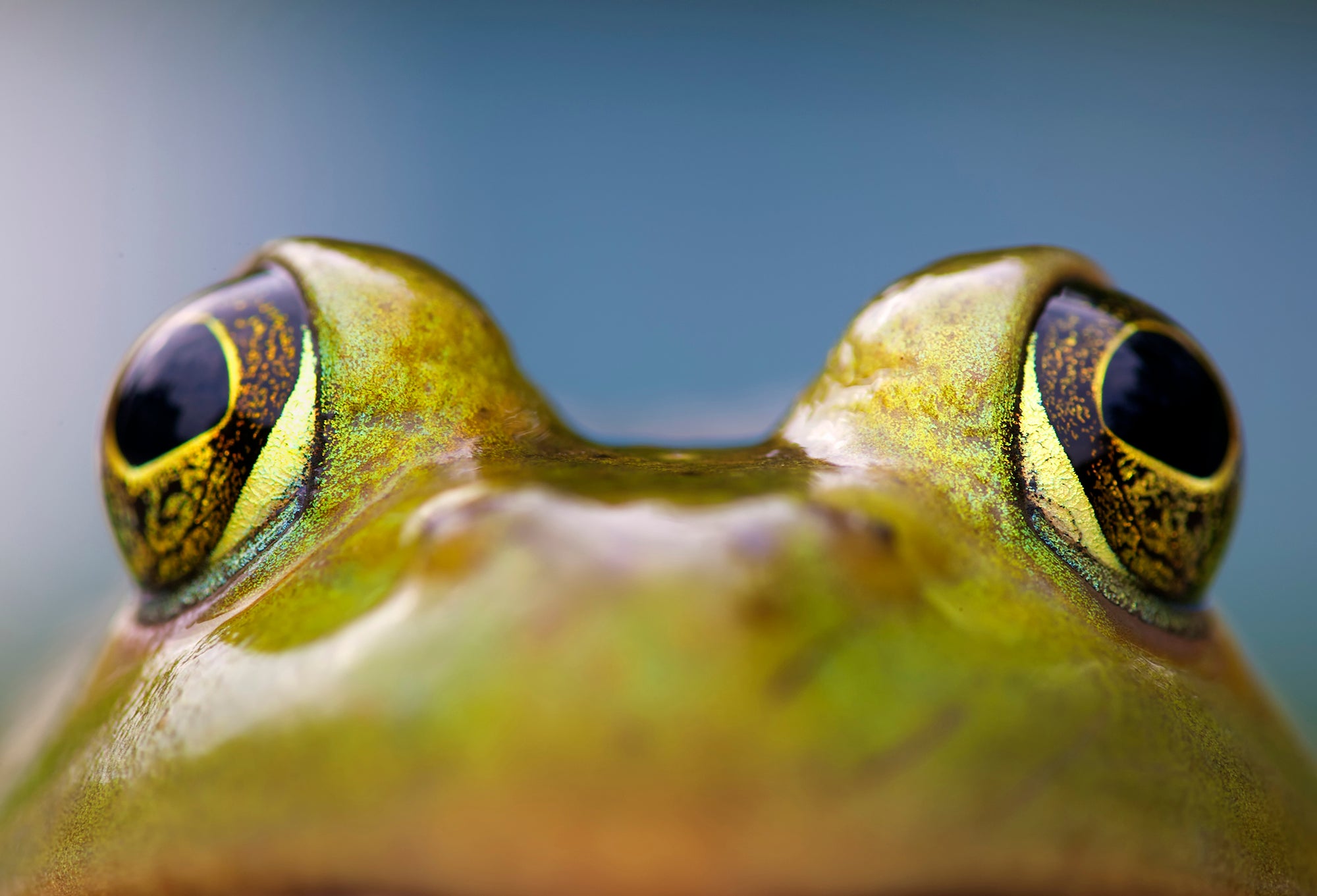 Frog Gigging: Nighttime Fun for Hot Summer Days