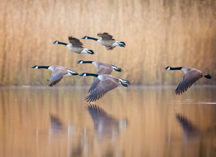 Import Ban on Canada Waterfowl Instituted Due to Bird Flu
