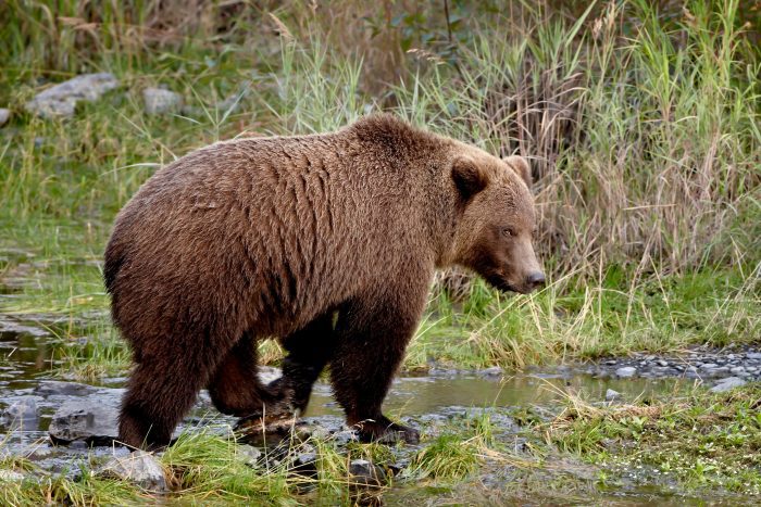 Alaska Aims to Allow Bear Baiting in Kenai Wildlife Refuge