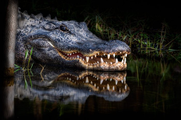 Fatal Alligator Attack Takes Place in Florida