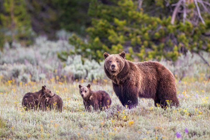 Offspring of Grizzly Bear 399 Euthanized