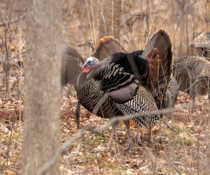 Here’s Where You Should Turkey Hunt This Fall