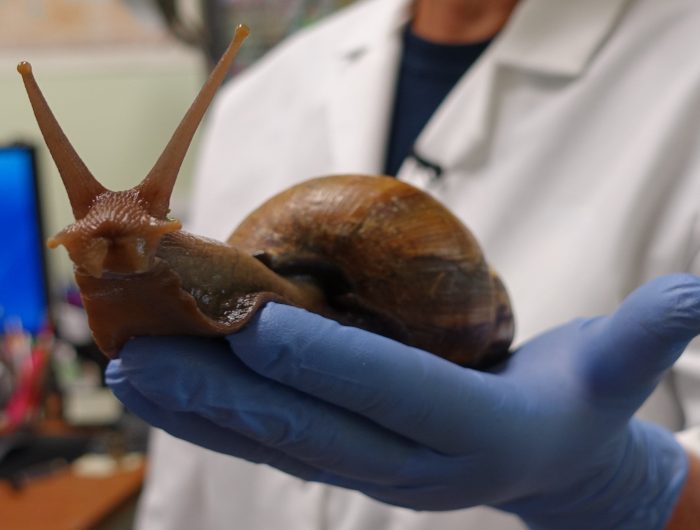 Giant African Land Snails Discovered in Florida