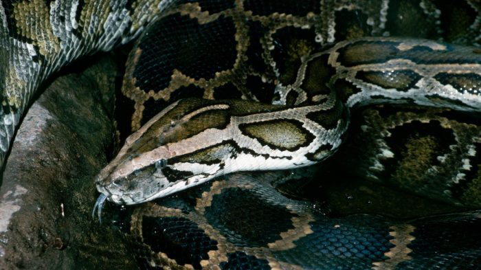 Police Shoot Giant Snake Killing its Owner