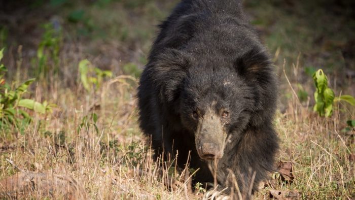 Bear Beaten to Death After Killing 3 People in India