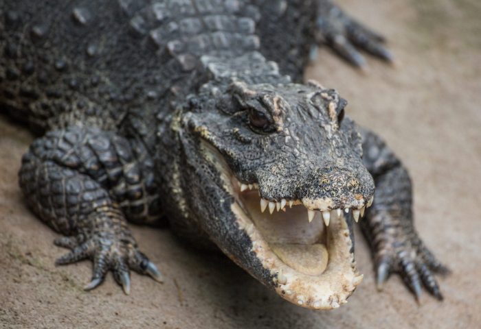 Two Ancient Dwarf Crocodile Species Discovered