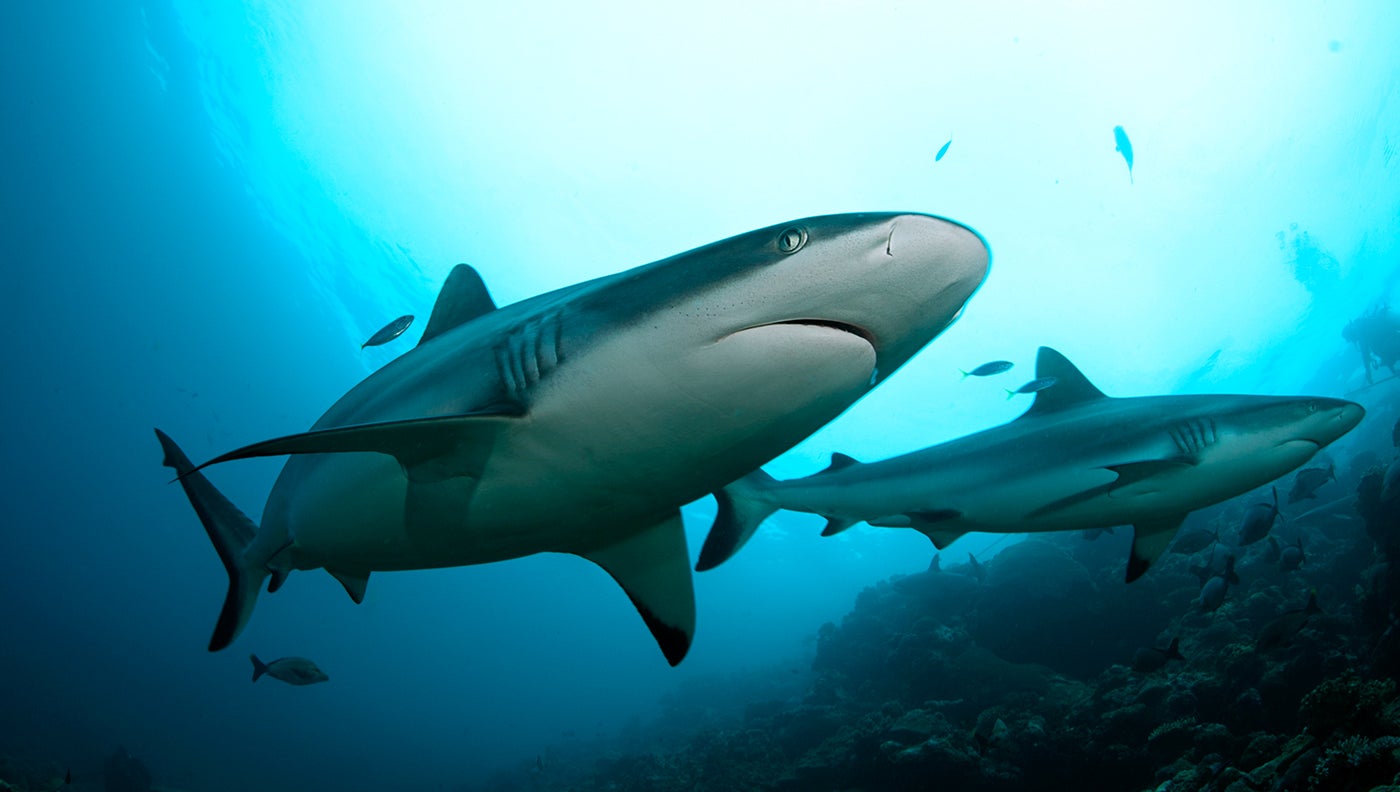 Two Women Killed in Red Sea Shark Attacks
