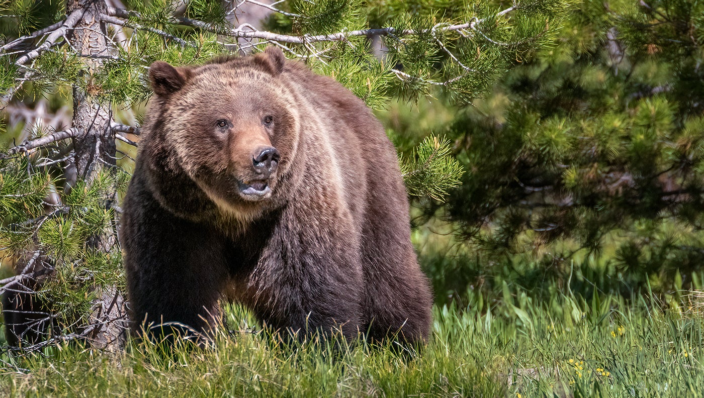 Hiker Severely Mauled by Grizzly Bear in Wyoming