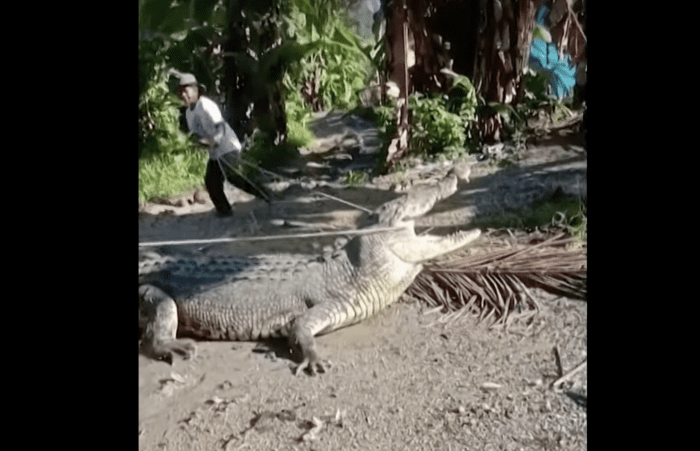 Villager Captures Giant Crocodile Using a Rope