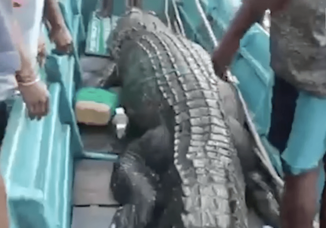 Man’s Body Removed from Crocodile’s Stomach