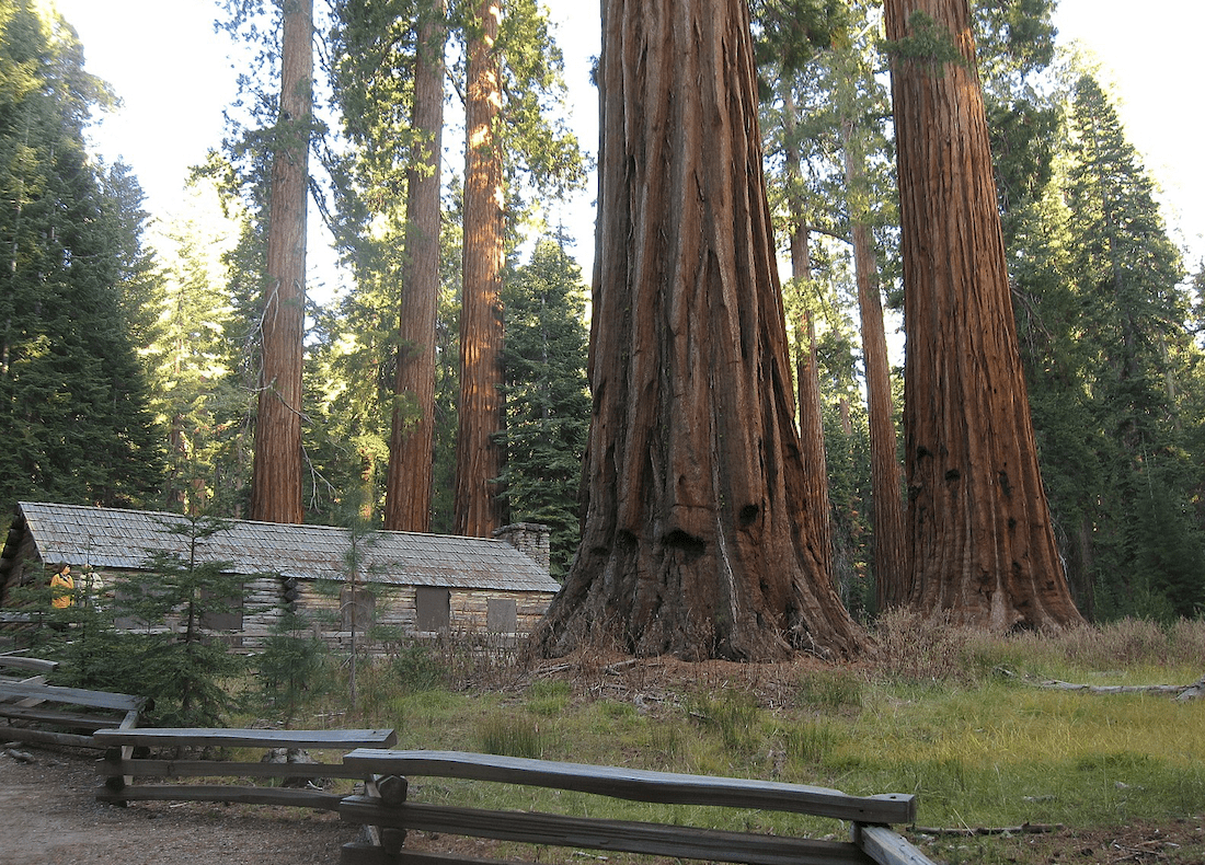 The Mariposa Grove of Giant Sequoias Will Survive Current Raging Fire