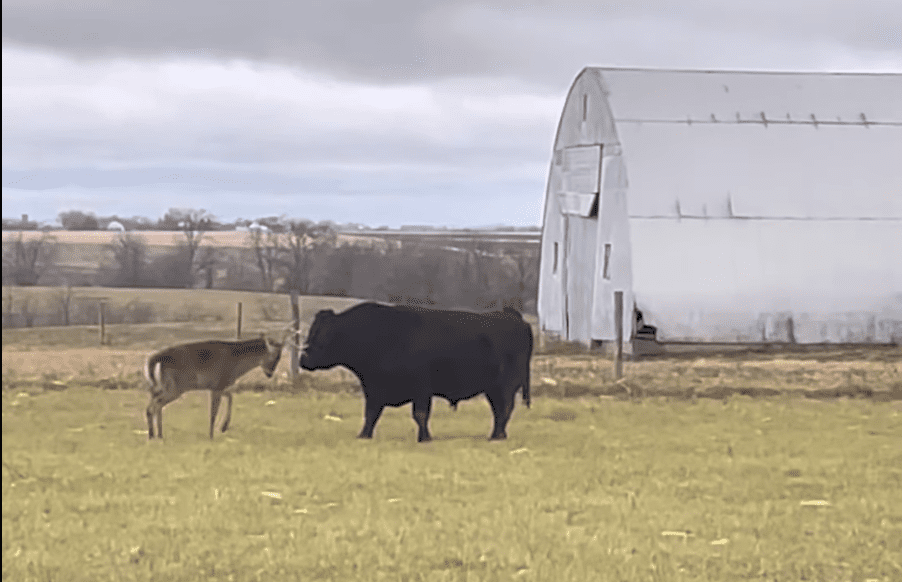 Deer Attack Videos: Whitetails Fight Bulls, Gore Rams, and Stomp Hawks