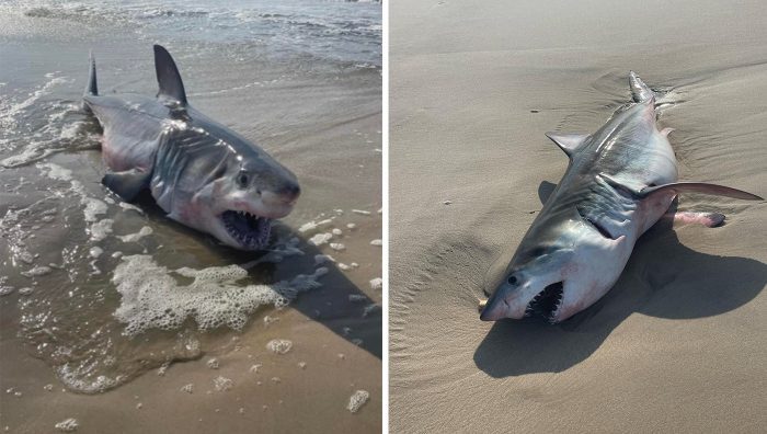 Great White Shark Washes Up on Long Island Beach