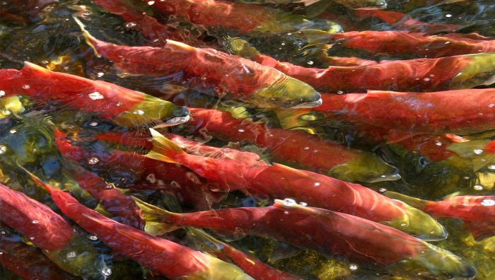 Alaska’s Bristol Bay Sees Another Record Sockeye Salmon Run