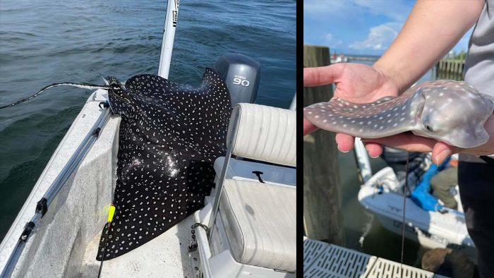 Spotted Eagle Ray Jumps Into Fishing Boat
