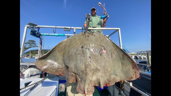 Bowfisherman Shoots Pending World Record Butterfly Ray