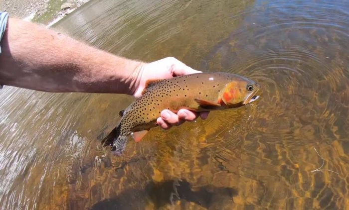 Video: How to Find and Fish Alpine Lakes for Trout