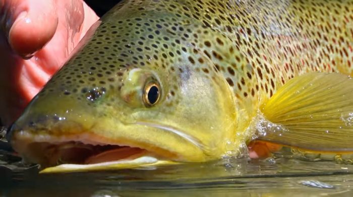 Video Pro Tips: Secrets to Fishing Spring Creeks
