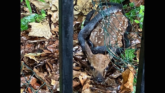 Georgia Resident Saves Whitetail Deer From Snake