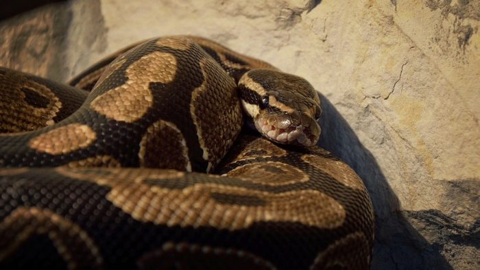 Snake Owner Dies After Being Strangled By Pet