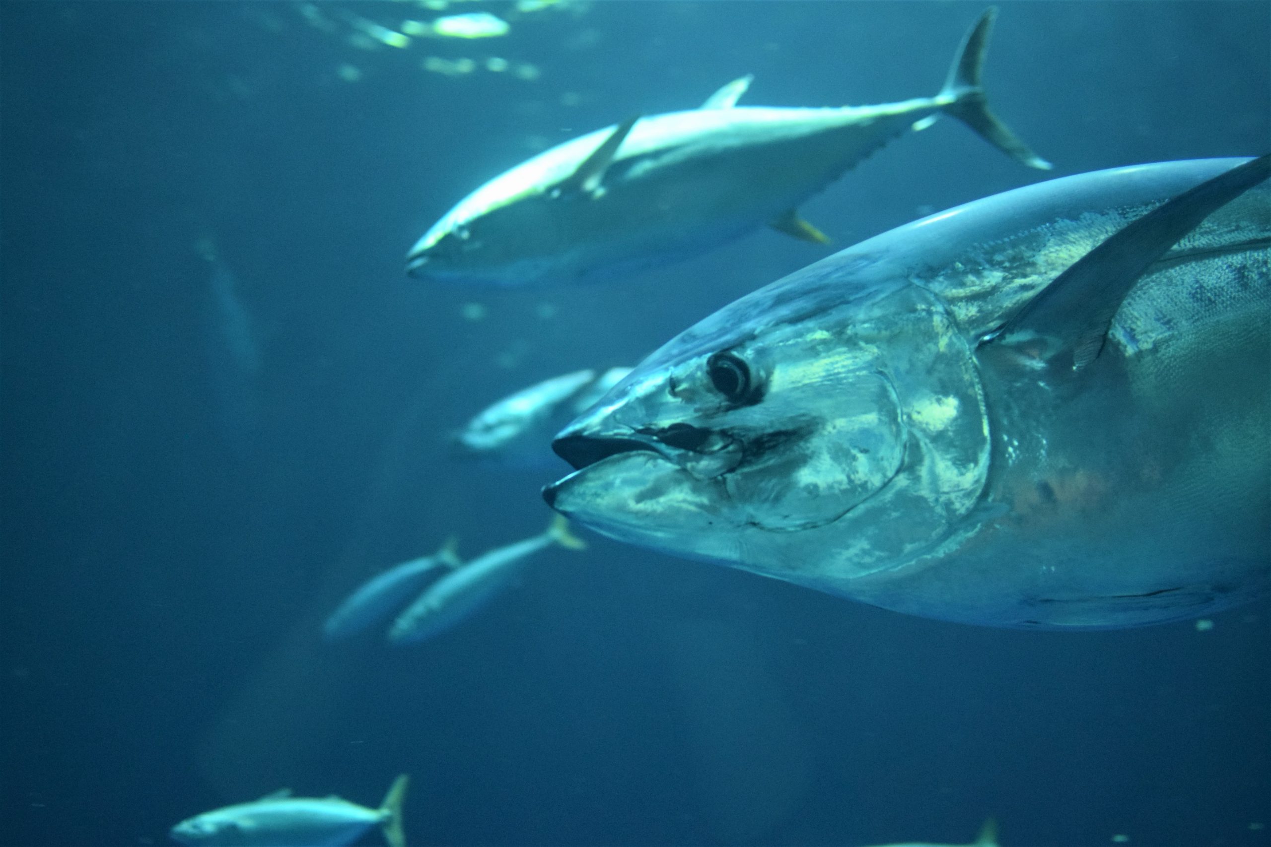 Northern Area Trophy Fishery for Atlantic Bluefin Tuna: Closed