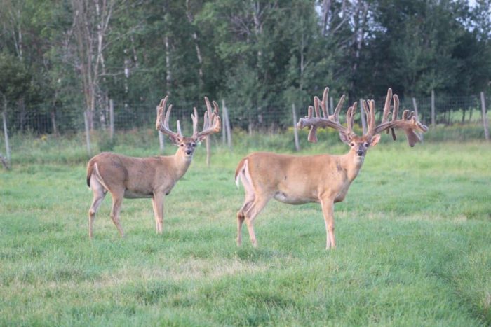 More Than 300 Deer to Be Killed at Deer Farm Infected With CWD
