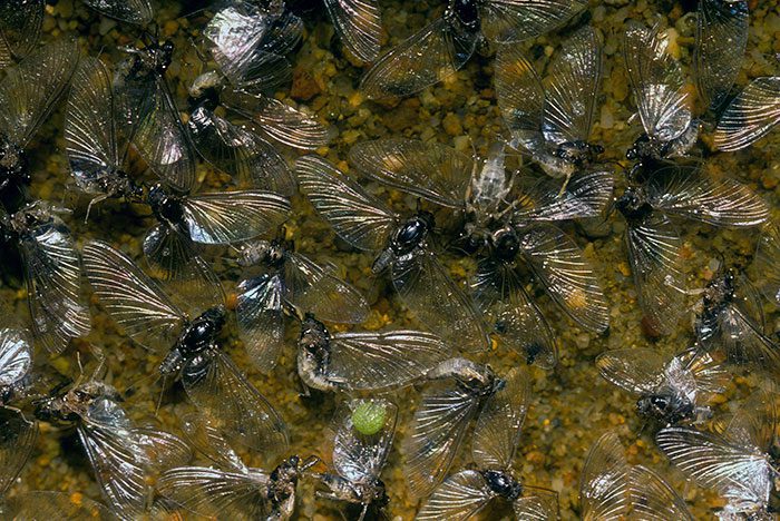 A Midsummer Trifecta of Fly Patterns