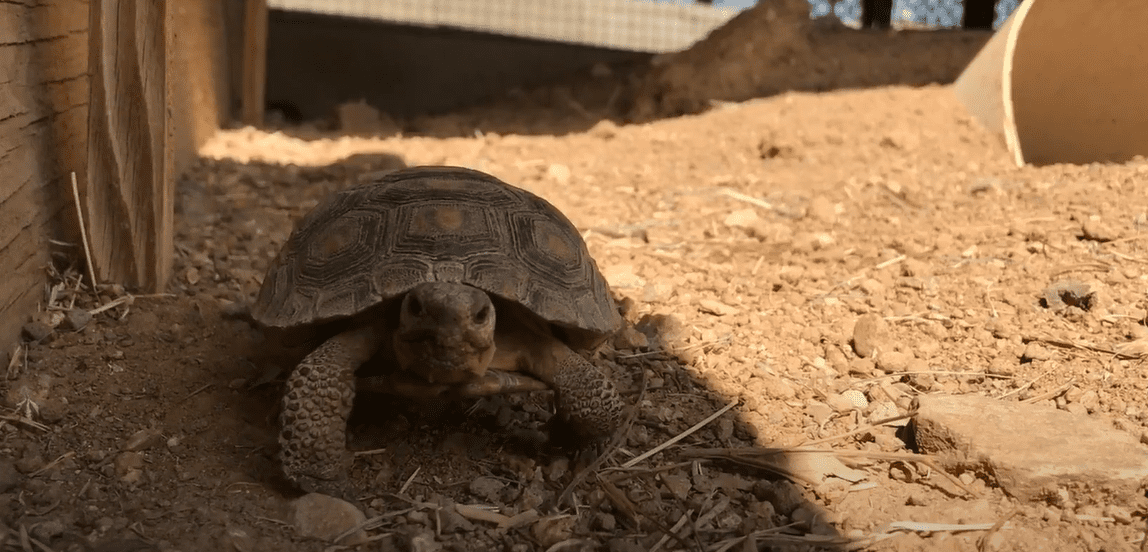 200 Arizona Desert Tortoise in Need of Forever Homes