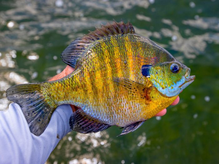 Catch More Bluegills by Being More Patient