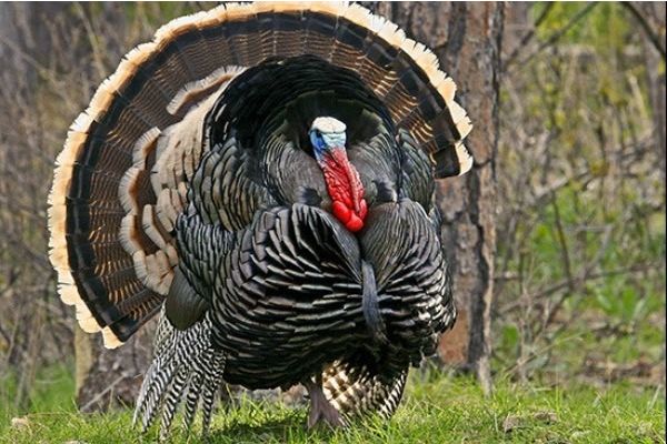 Unprecedented Wild Turkey Study Underway in Peace Garden State