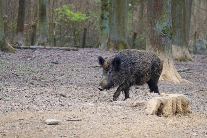 Scottish Farmers Say Wild Boars Are Eating Their Sheep
