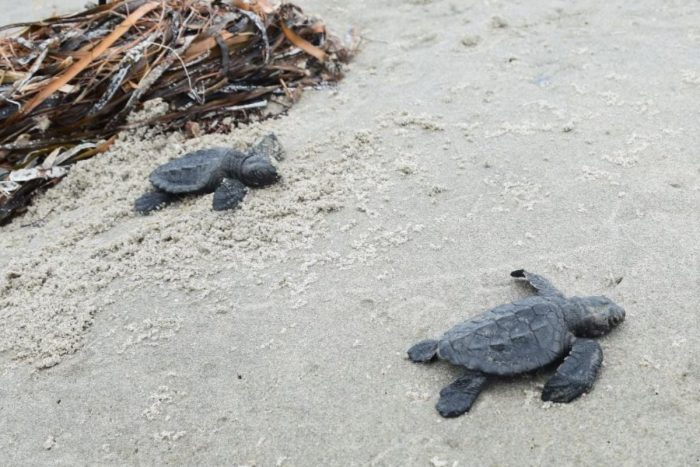 Endangered Sea Turtle Hatchlings Reported in Louisiana