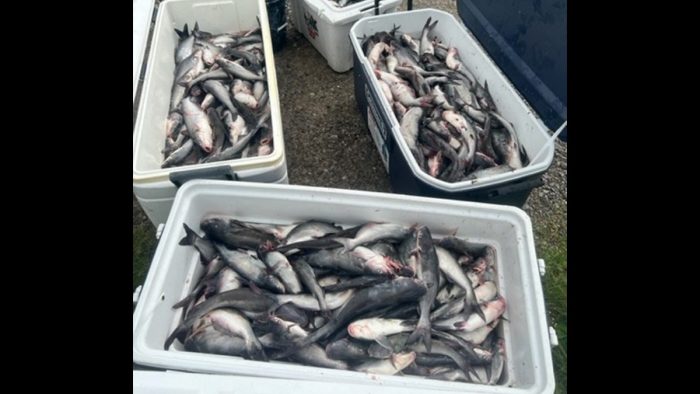 Hundreds of Blue Catfish Seized from Poachers in LA