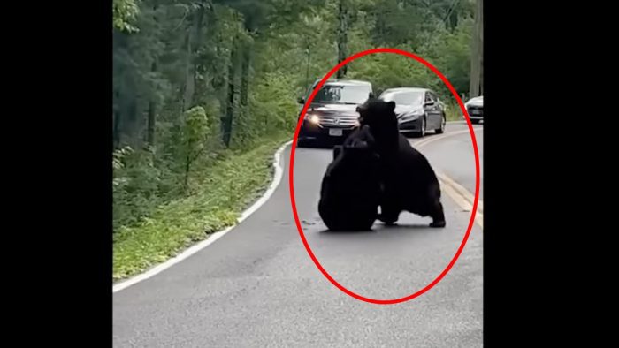 Two Black Bears Battle on Tennessee Highway