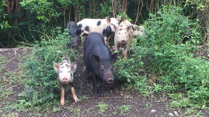 Hawaii Community Overrun with Pigs Turns to Hunters