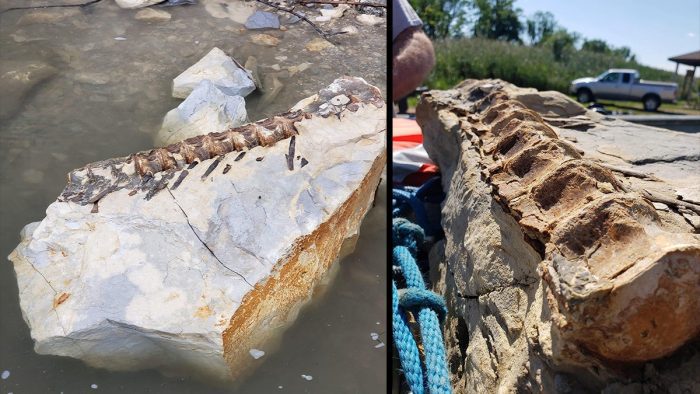 Angler Finds Fossil Believed to Be 90-Million-Years-Old