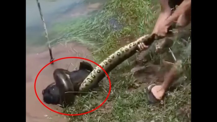 12-Foot Anaconda Vs. Pet Dog