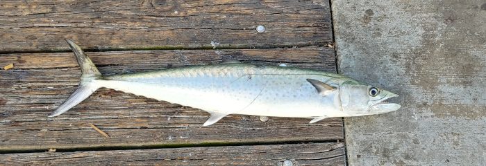 Cook your Catch: Smoked King Mackerel
