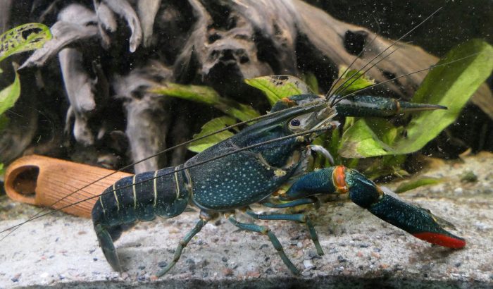 Invasive Australian Redclaw Crayfish Found in Texas