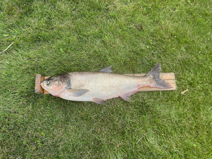 Silver Carp Removed from Lake Calumet