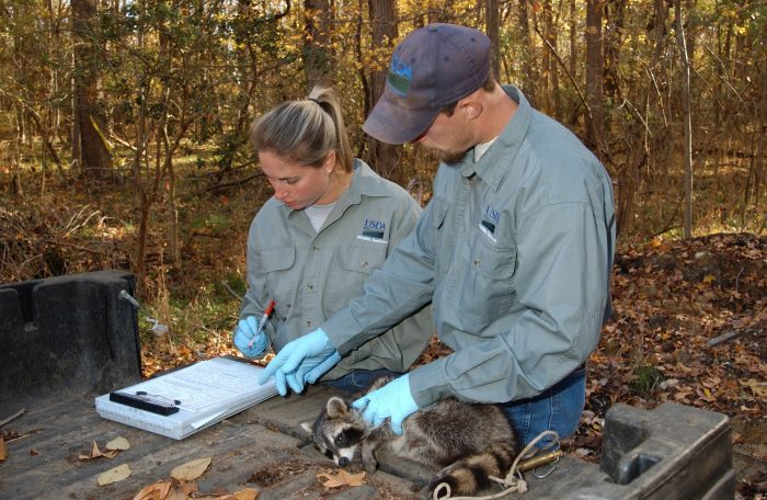 USDA to Inoculate Millions of Wild Animals Against Rabies