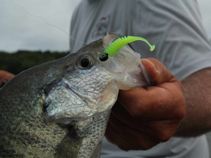 Best Fishing Lines for Crappie in 2022