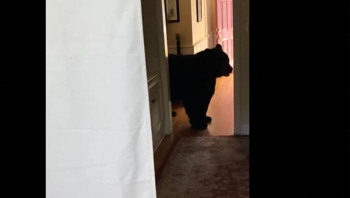 Video: Connecticut Couple Finds Huge Black Bear In Their Kitchen