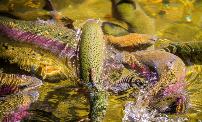 600 Trout Found Dead in a Wisconsin Creek