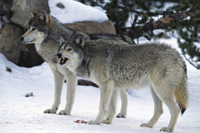 Feds Sued Over Wolf Protections in the Northern Rockies