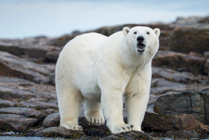 Polar Bear Attacks Woman in Norway