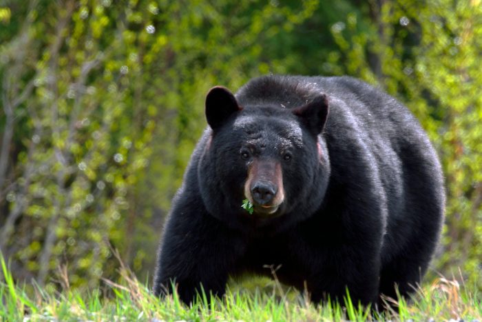 Hiker in Jasper National Park Shoots Black Bear
