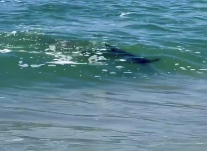 Hammerhead Shark Seen Feeding in the Nantucket Surf